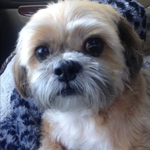 Meet your Posher, Tara